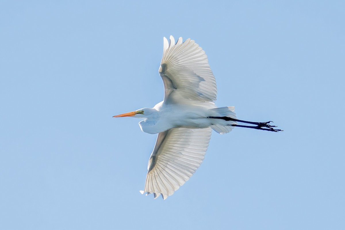 Great Egret - ML645599939