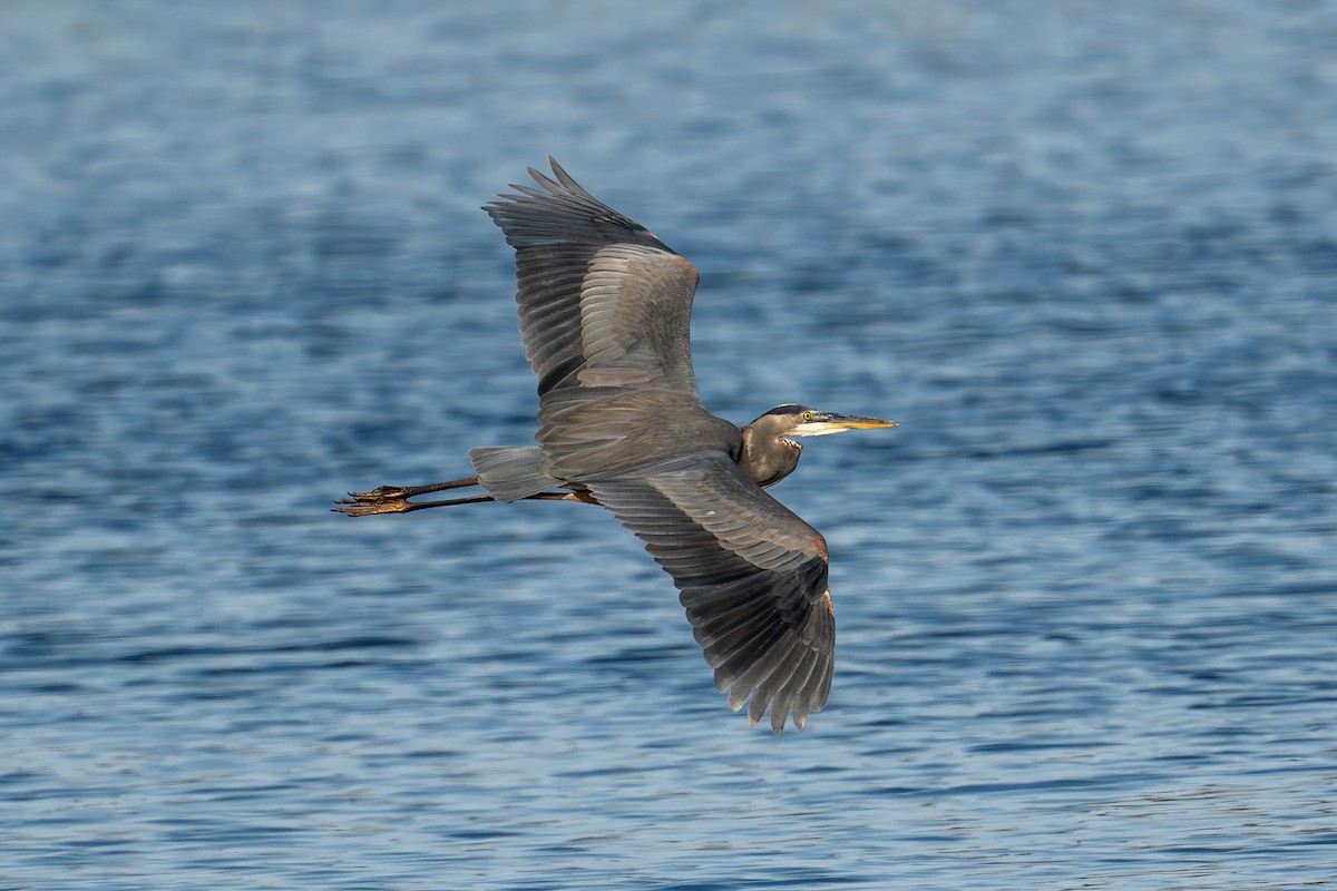 Great Blue Heron - ML645599941