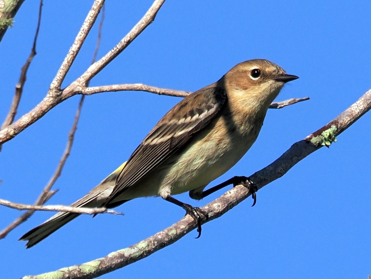 Yellow-rumped Warbler - ML645599944