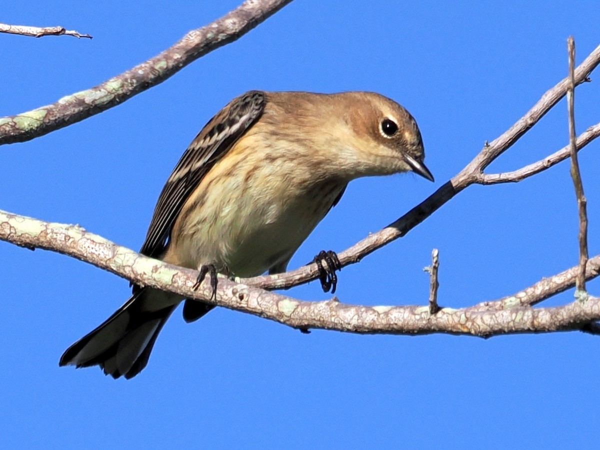 Yellow-rumped Warbler - ML645599945