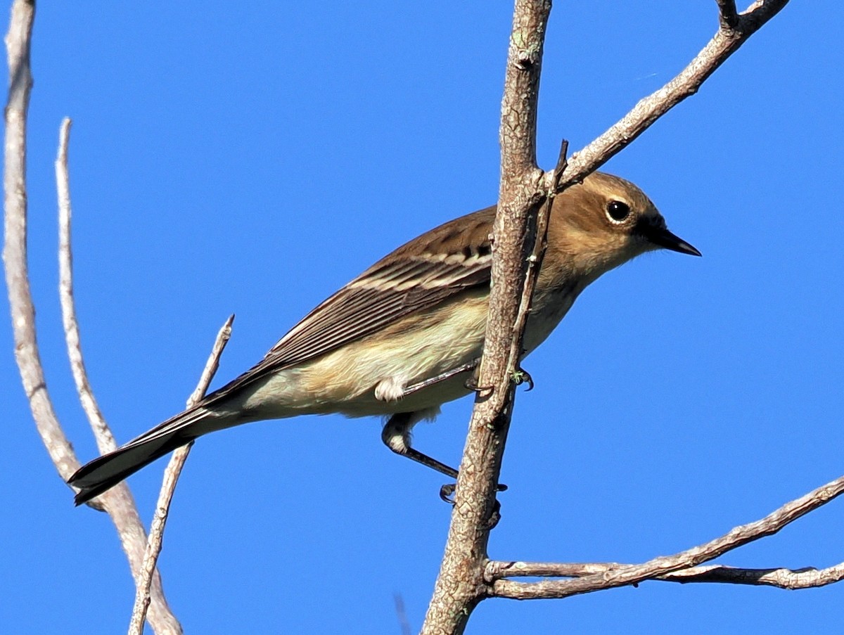 Yellow-rumped Warbler - ML645599946