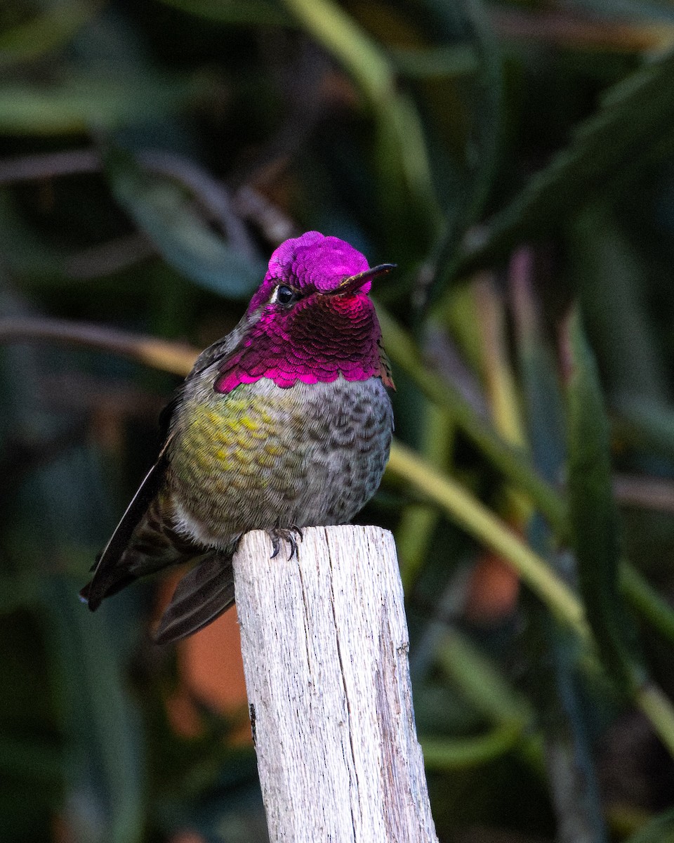 Anna's Hummingbird - ML645599949