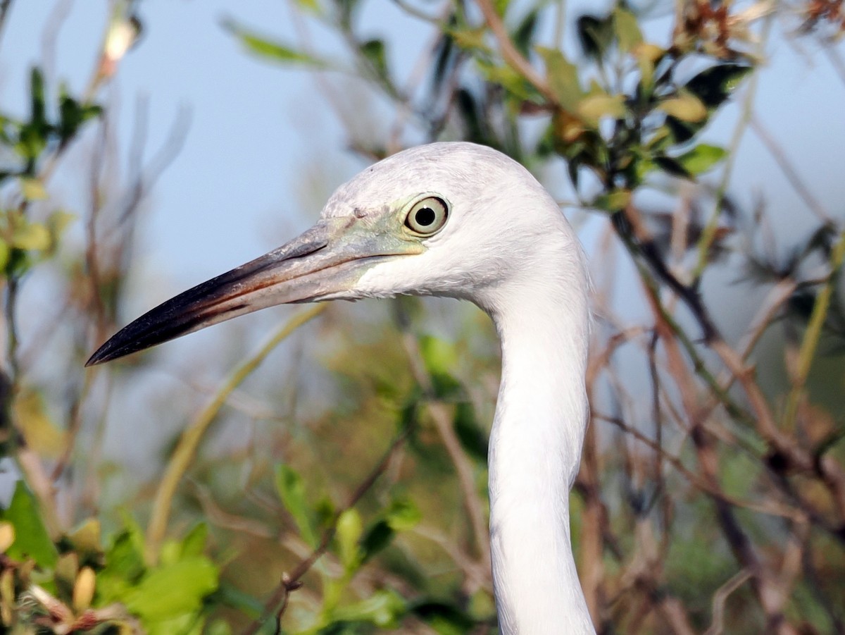 Little Blue Heron - ML645599957