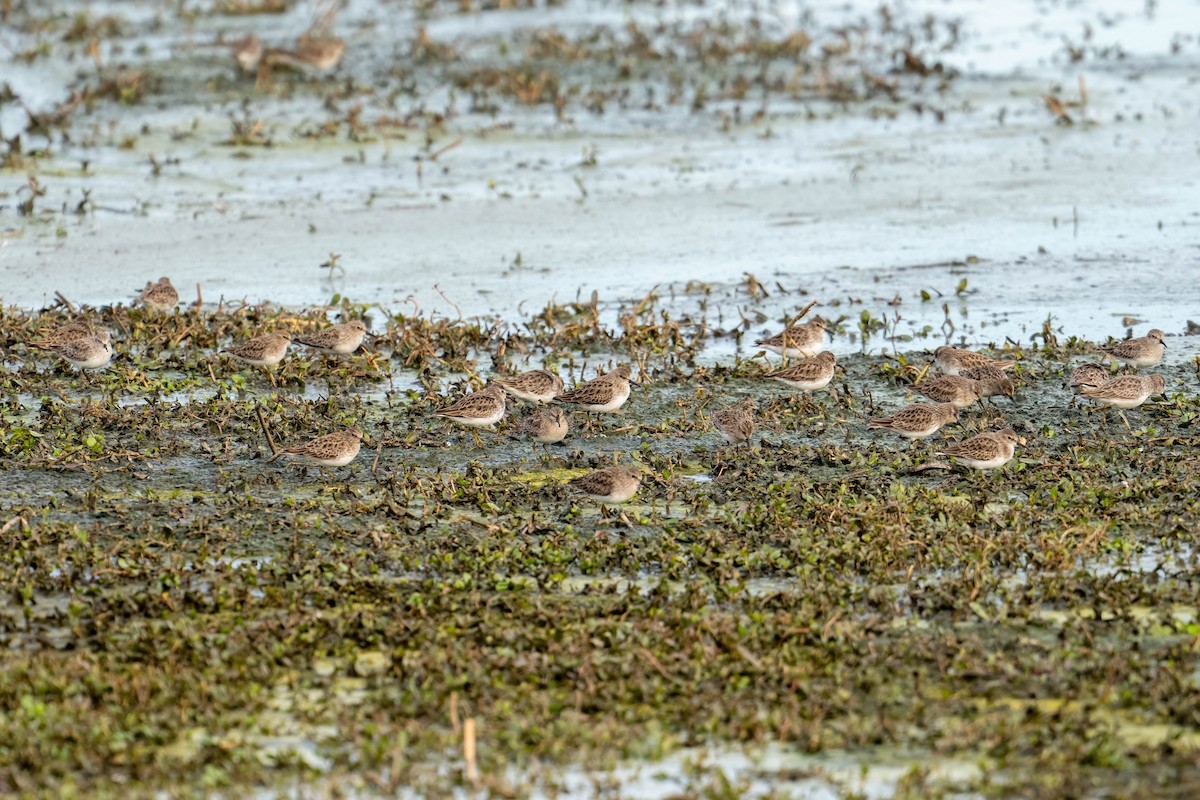 Least Sandpiper - ML645599964