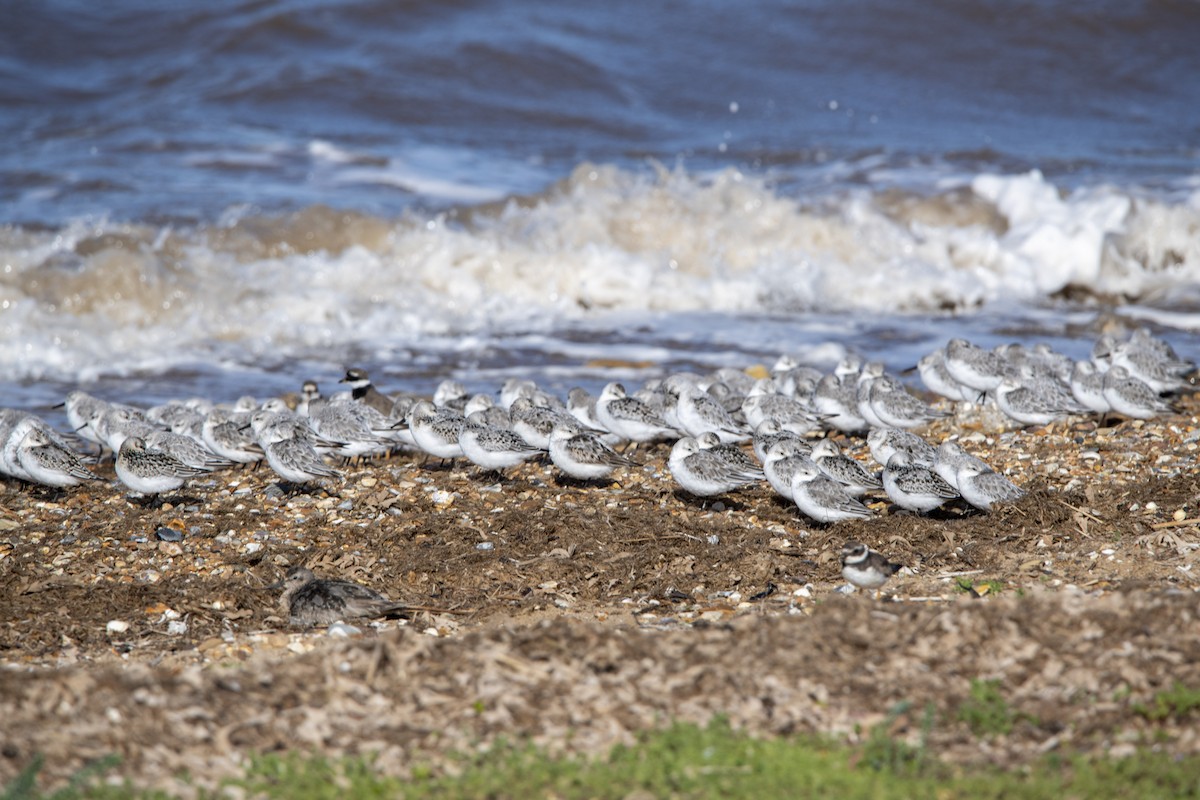 Txirri zuria - ML645599969