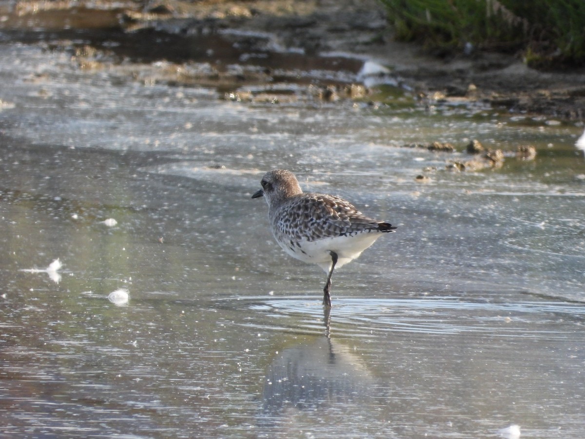 Буурал сүвээ цагаан - ML645599973