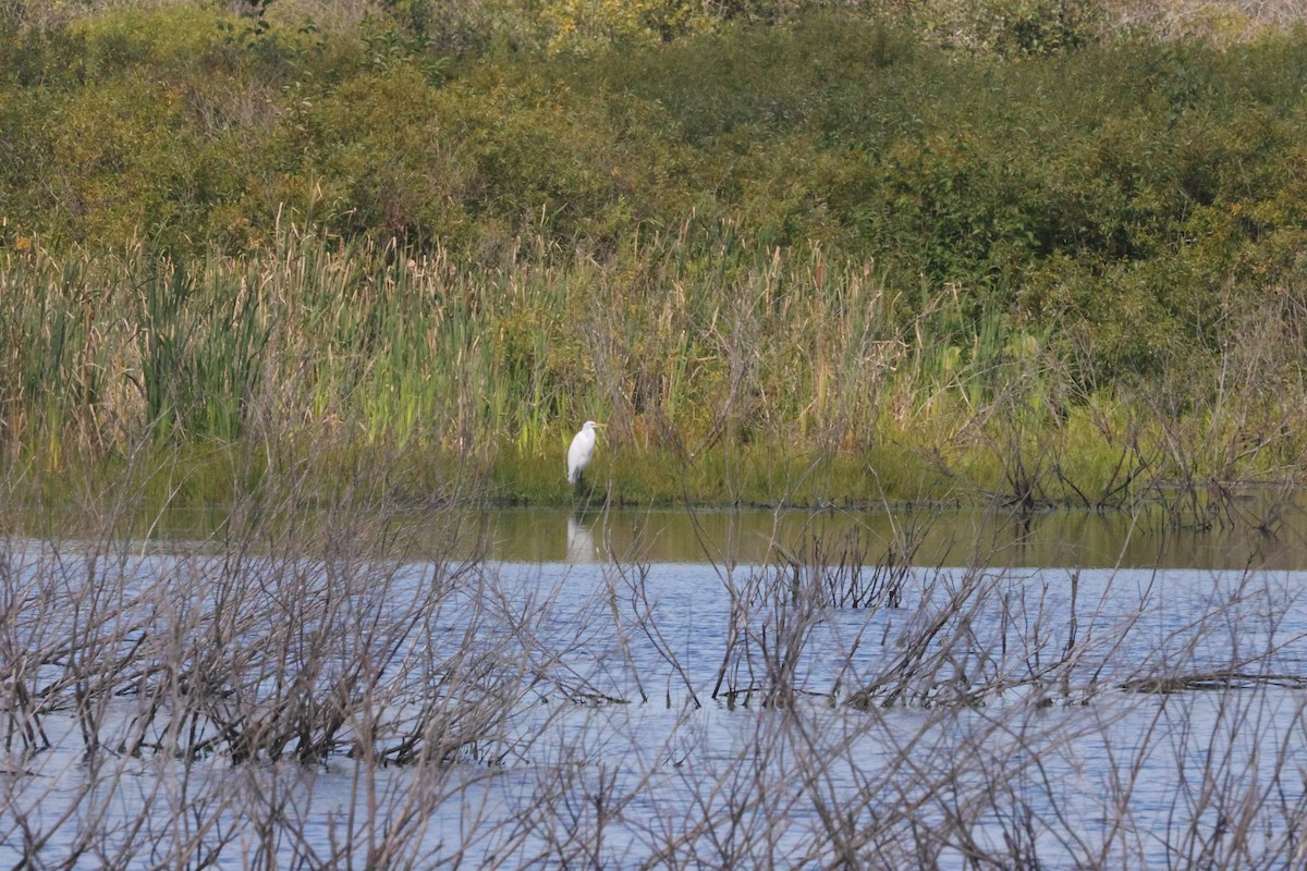 Airone bianco maggiore - ML645599977