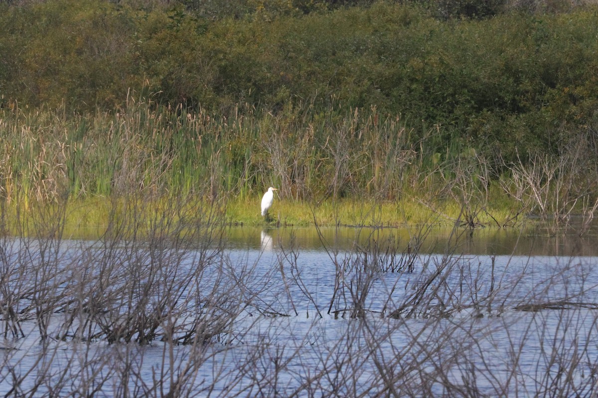 Airone bianco maggiore - ML645599978