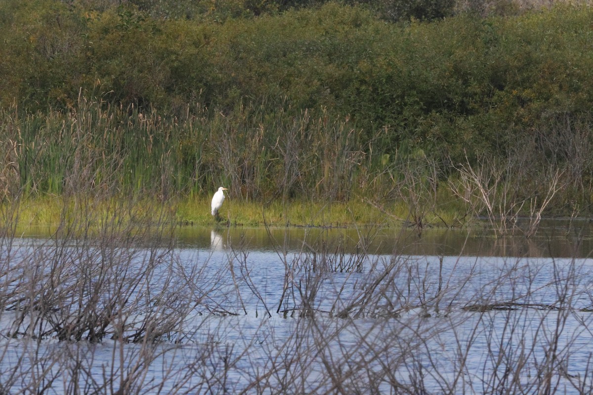 Airone bianco maggiore - ML645599979