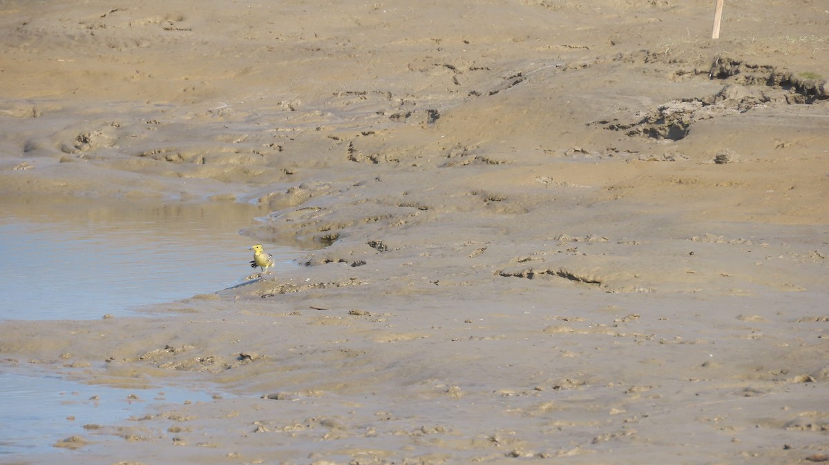 Citrine Wagtail - ML645599989