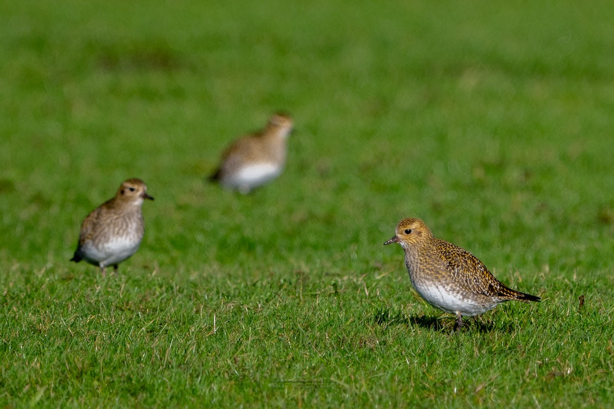 Сивка звичайна - ML645599990