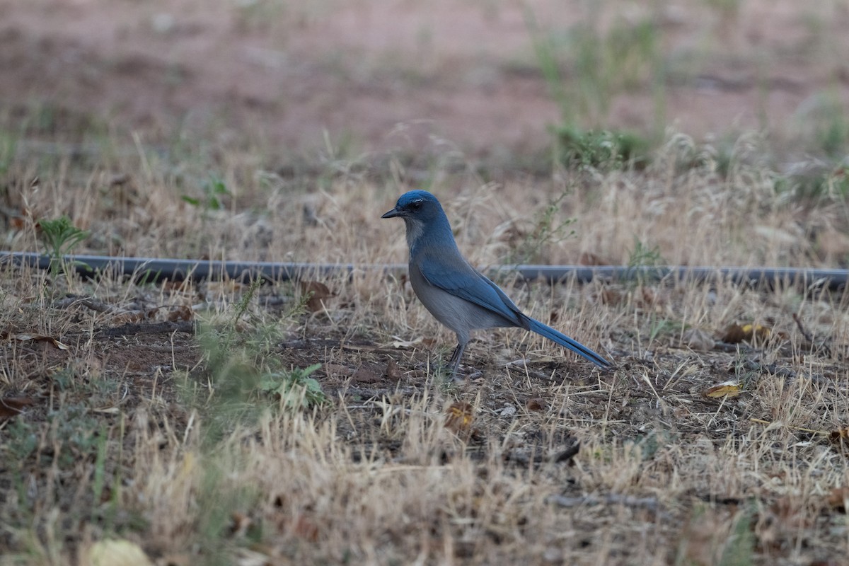 Geai de Woodhouse (groupe woodhouseii) - ML645599991