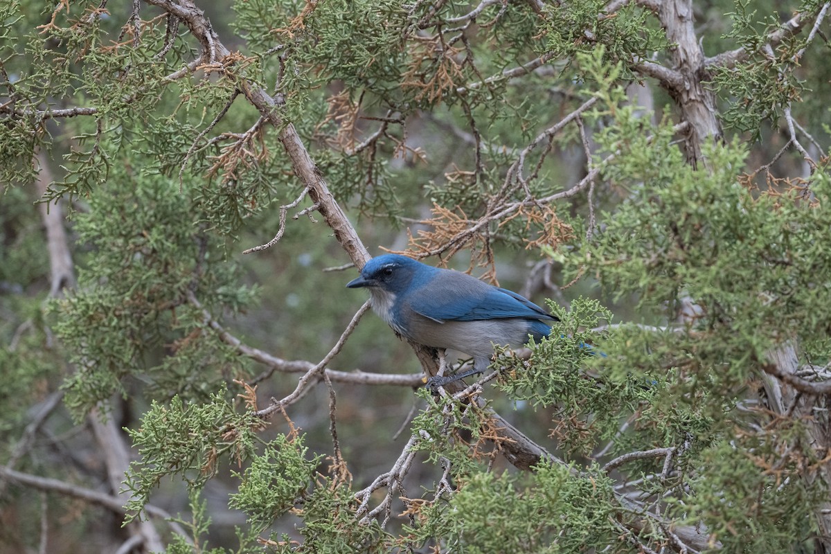 Geai de Woodhouse (groupe woodhouseii) - ML645599994