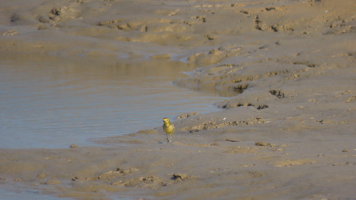 Citrine Wagtail - ML645599995
