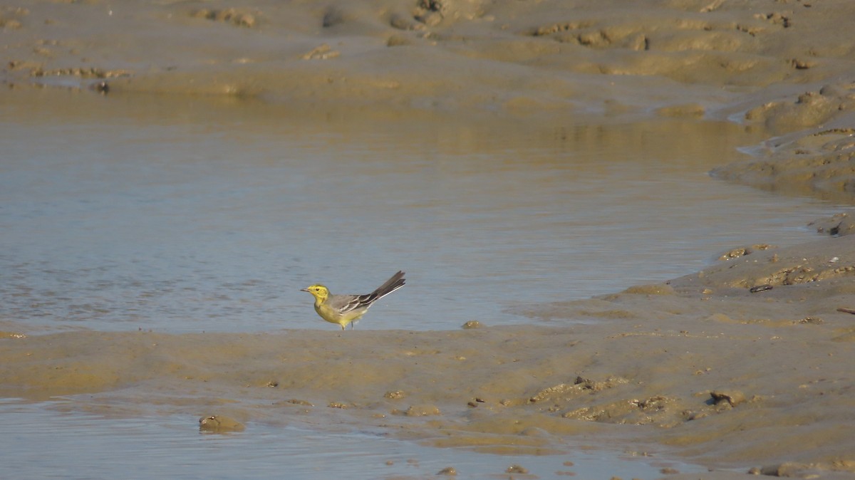 Citrine Wagtail - ML645599997