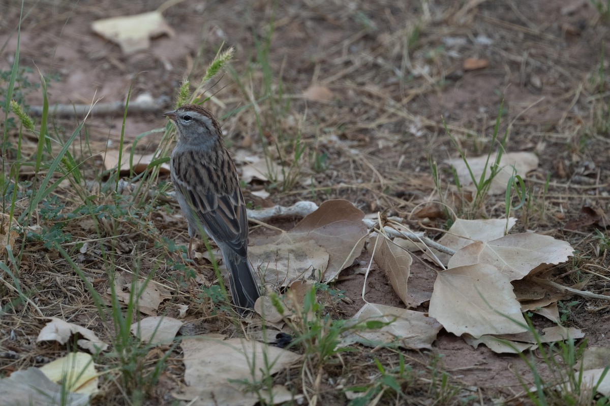 Bruant familier - ML645599999