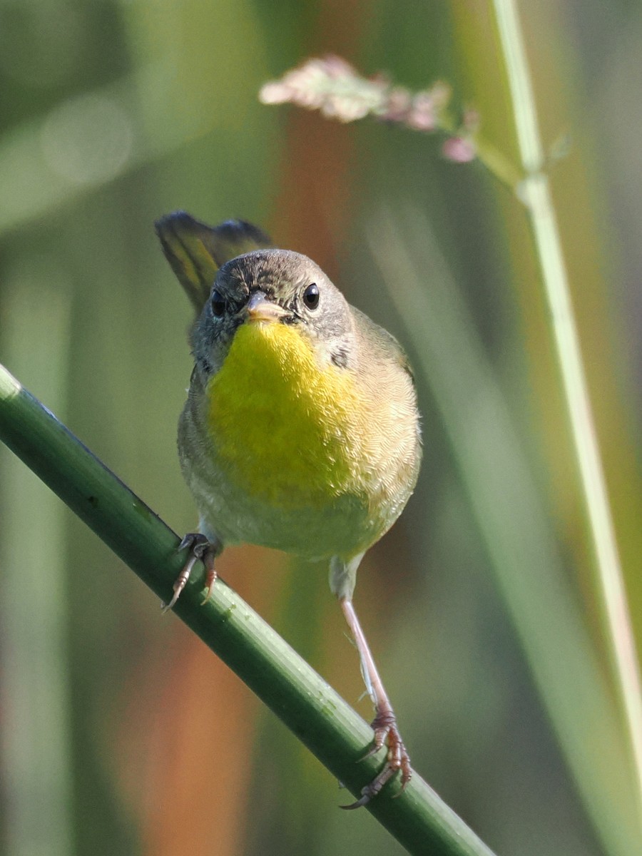 Common Yellowthroat - ML645600002