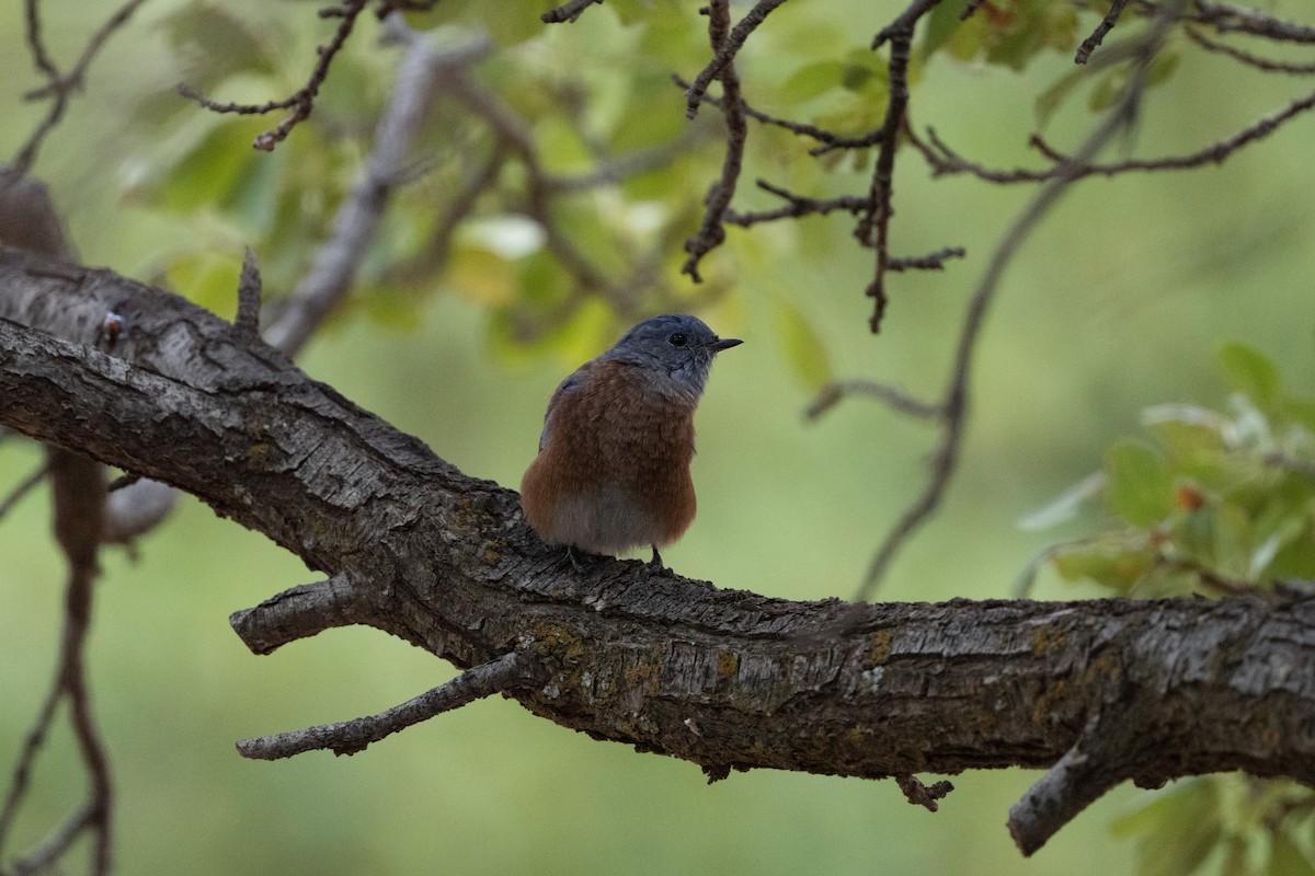 Merlebleu de l'Ouest - ML645600004