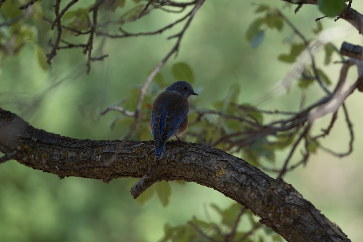 Merlebleu de l'Ouest - ML645600005