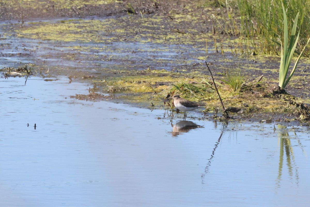 Solitary Sandpiper - ML645600008
