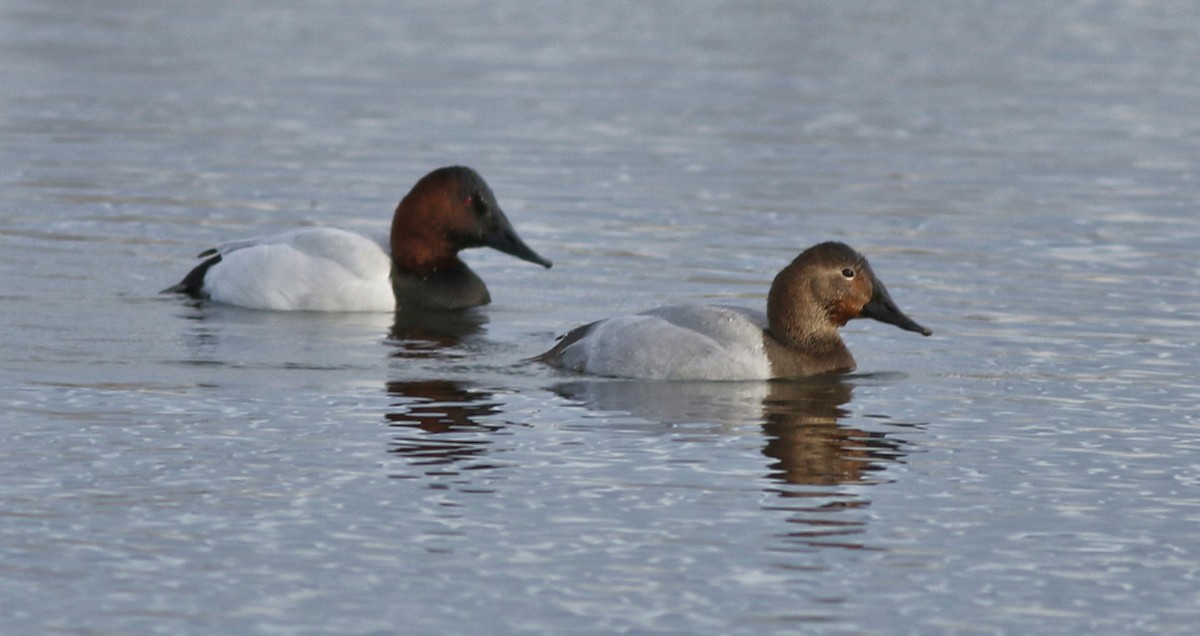 Murgilari bizkarzuria - ML645600009