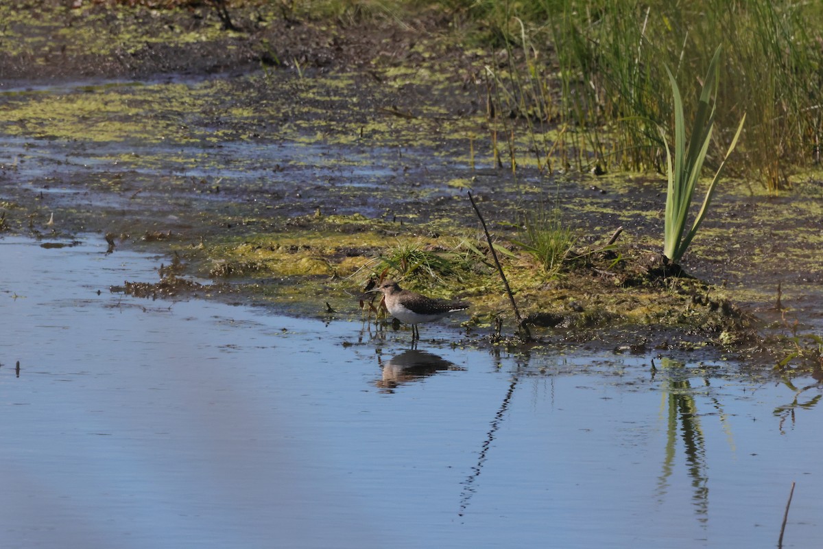 Solitary Sandpiper - ML645600010