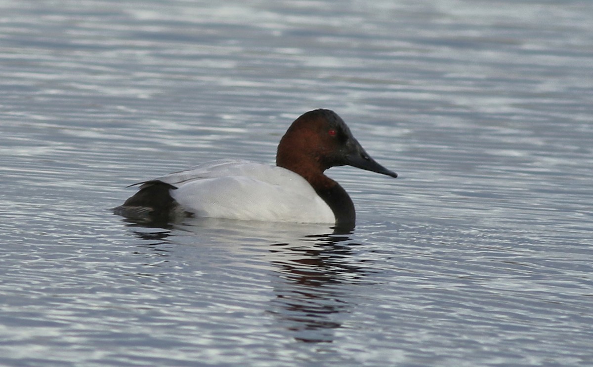 Murgilari bizkarzuria - ML645600011