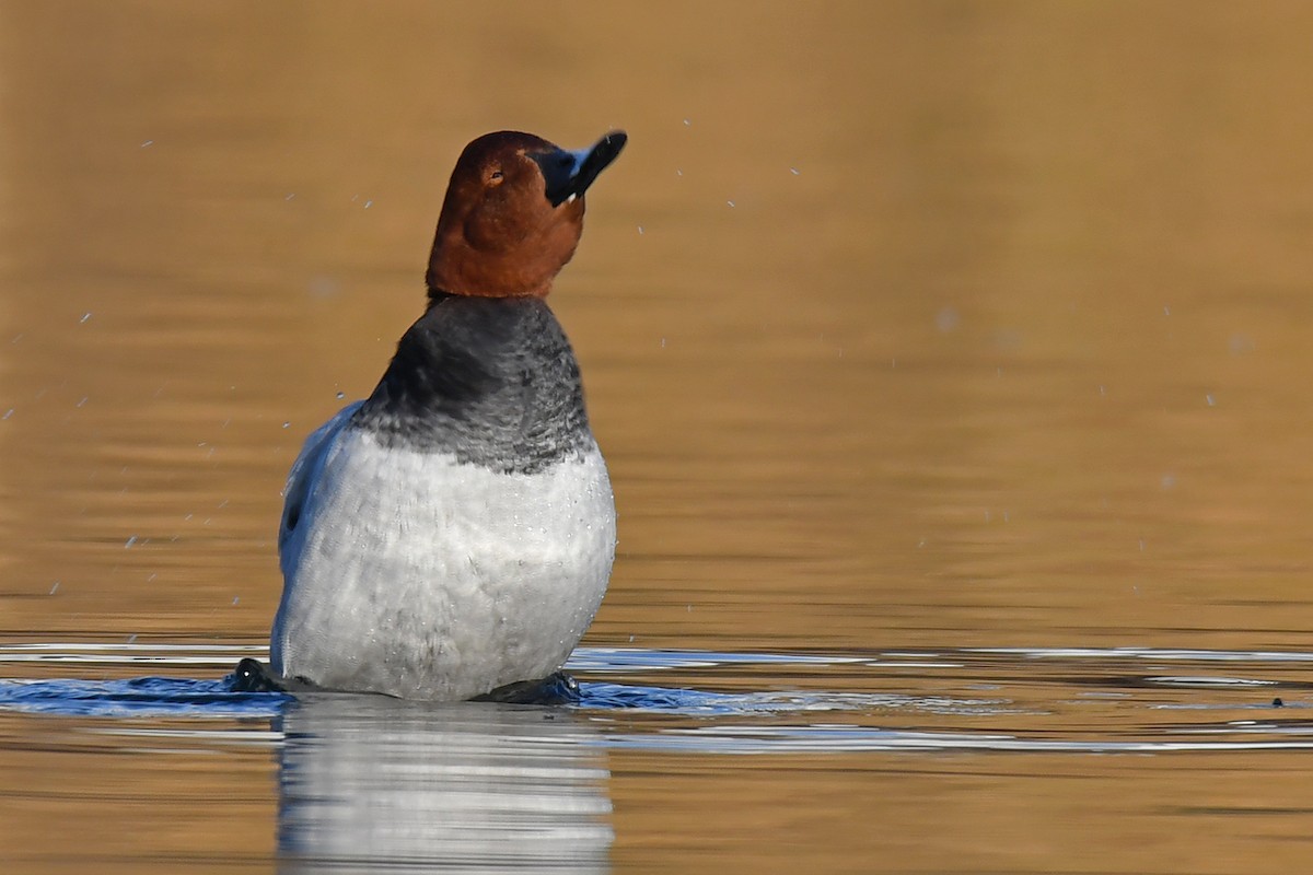 Common Pochard - ML645600032