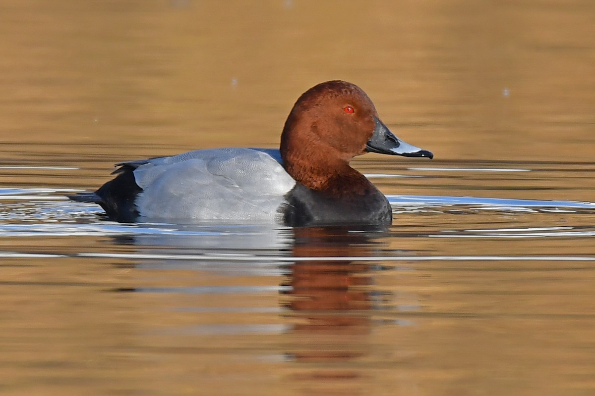 Common Pochard - ML645600035