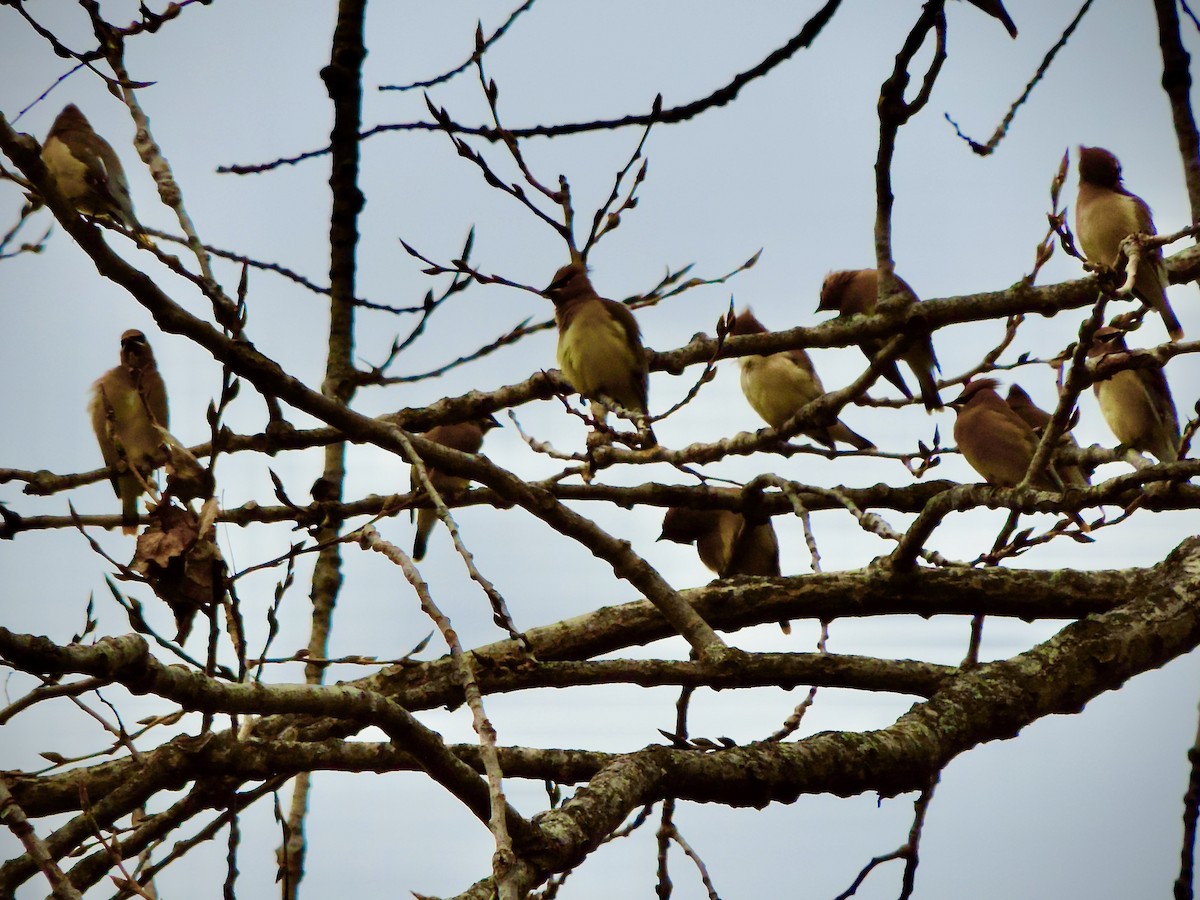 Cedar Waxwing - ML645600067