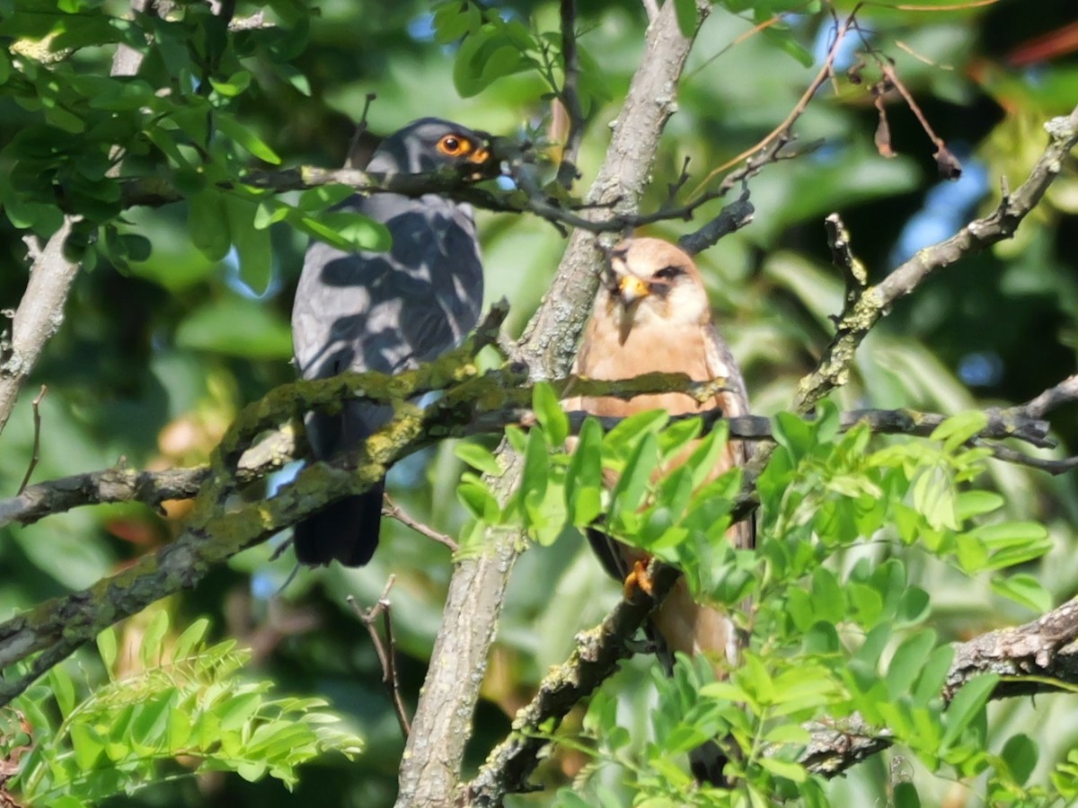 Belatz hankagorria - ML645600074