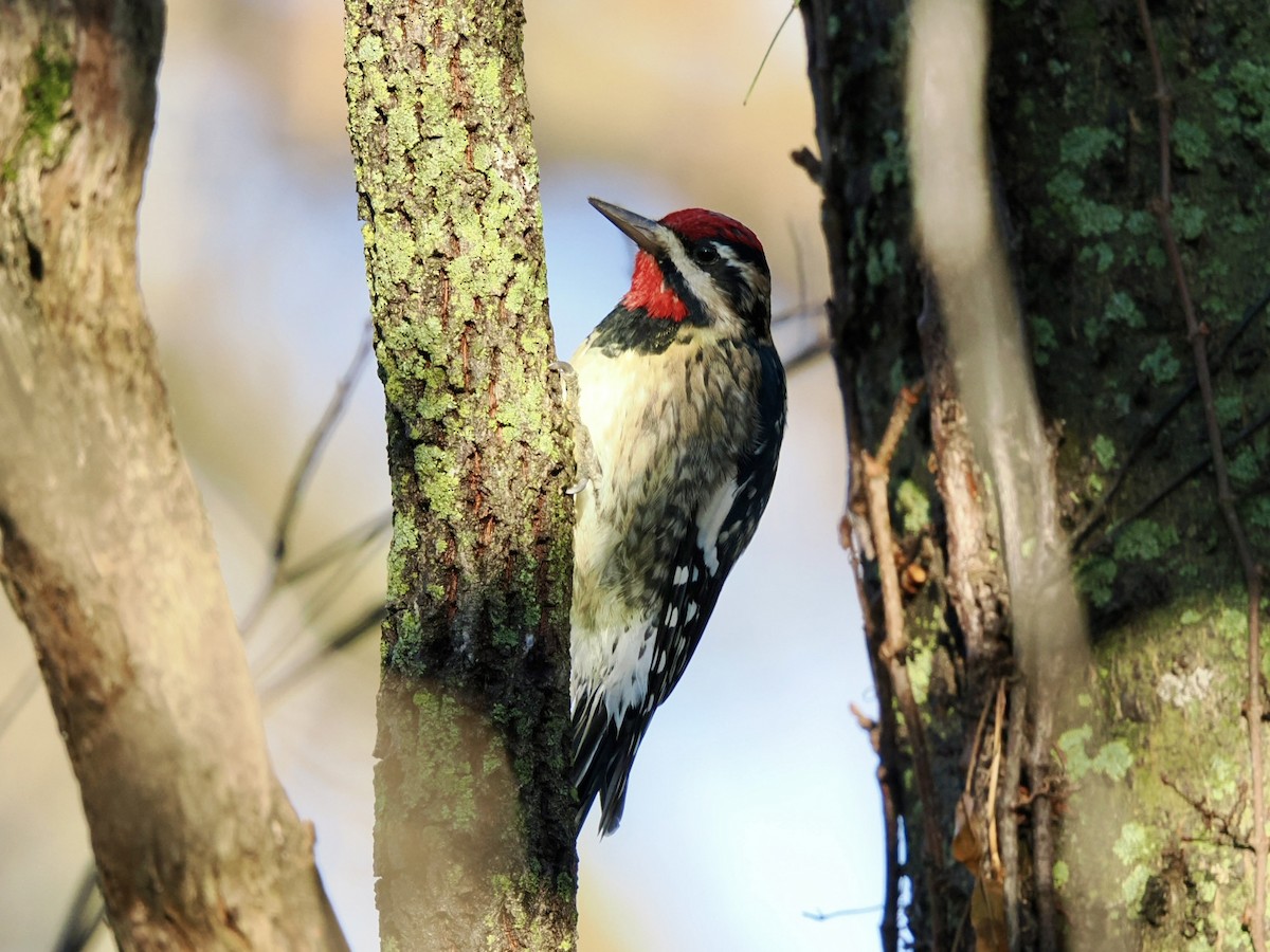 Gelbbauch-Saftlecker - ML645600076