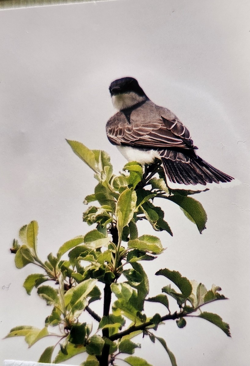 Tyran tritri - ML645600077