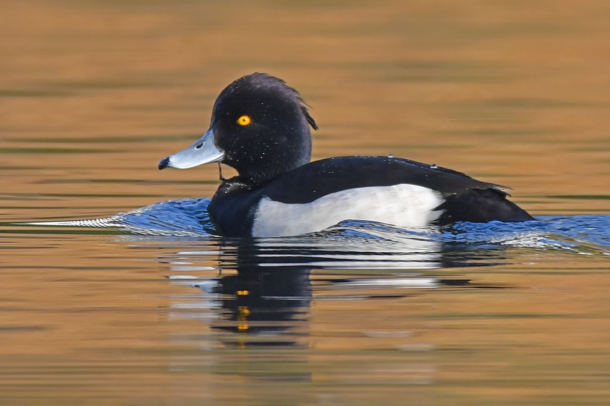 Tufted Duck - ML645600091