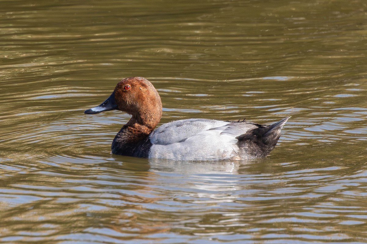 Common Pochard - ML645600096