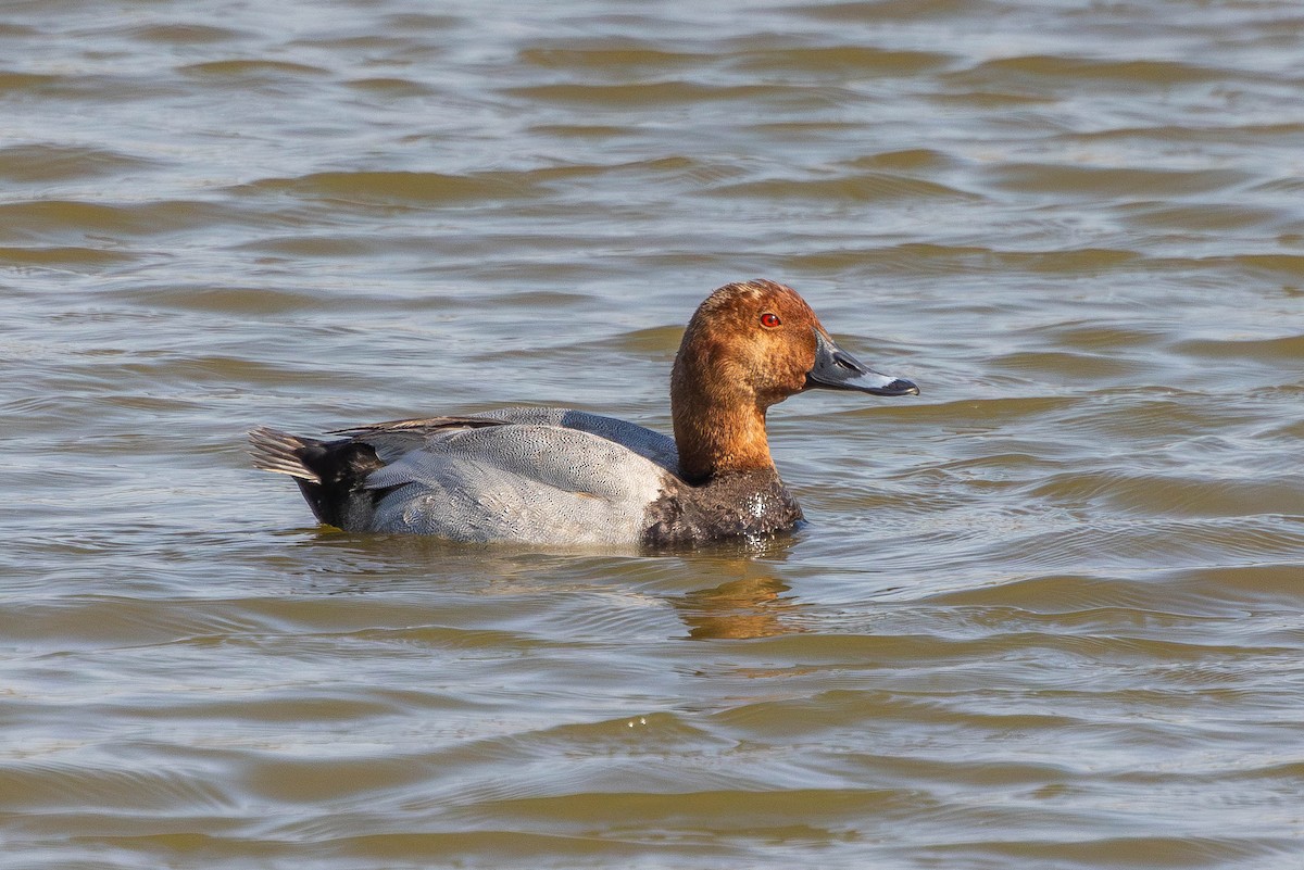 Common Pochard - ML645600097