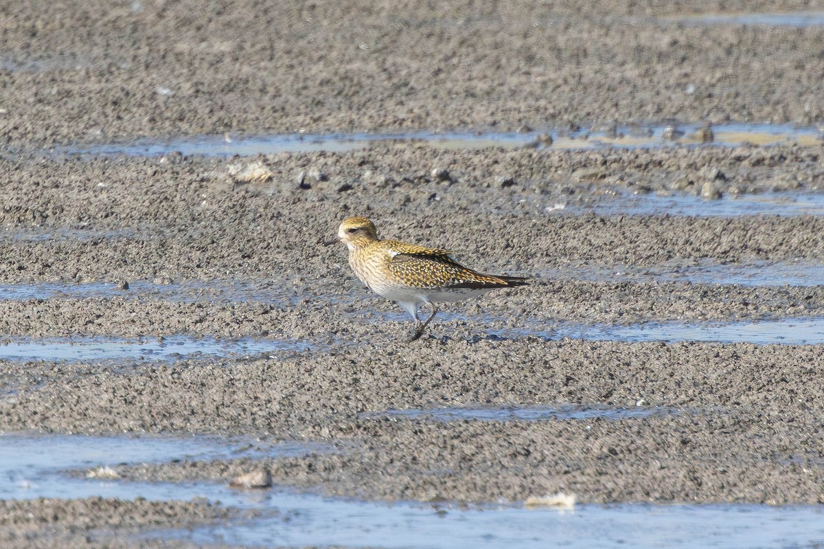 Сивка звичайна - ML645600103