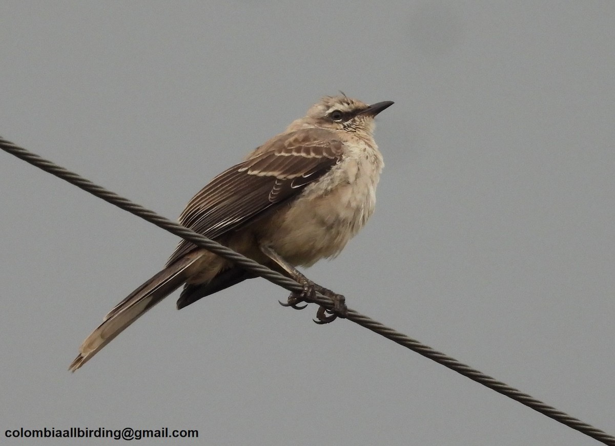 Moqueur des savanes - ML645600153