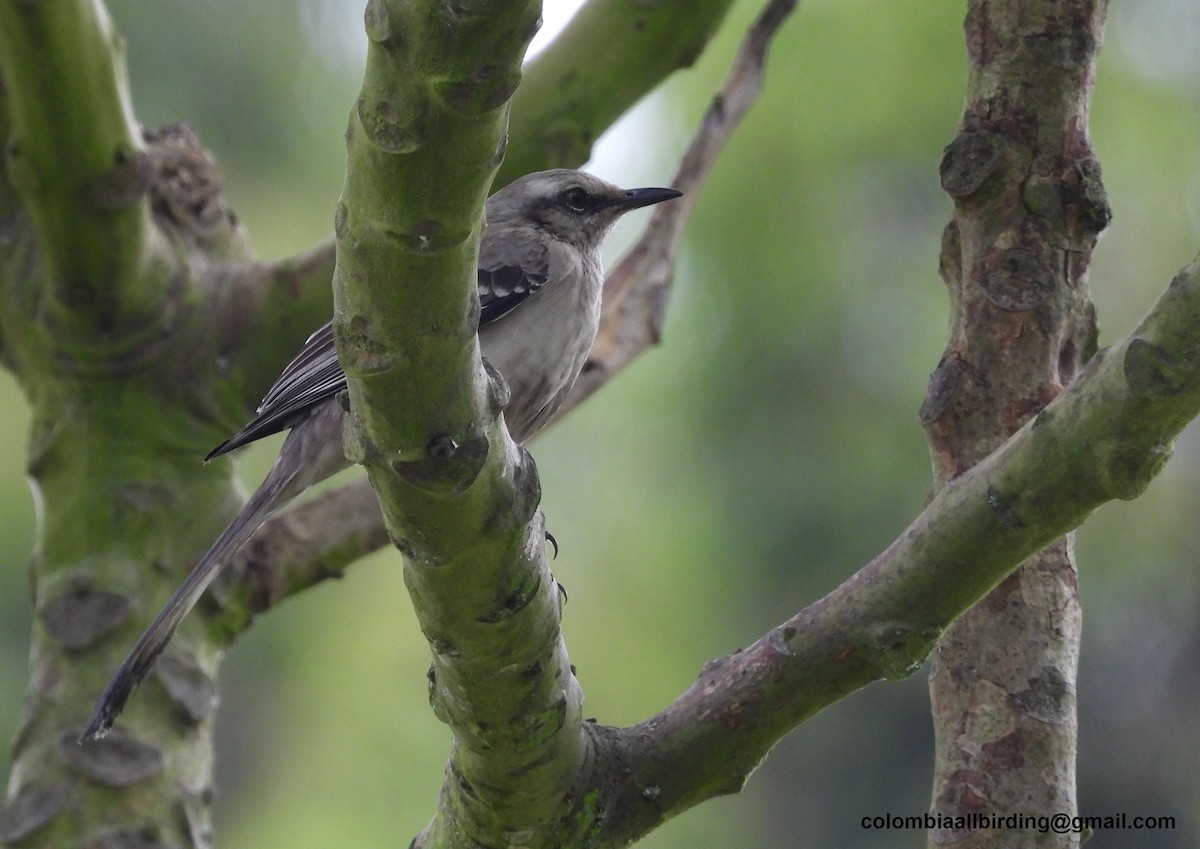 Moqueur des savanes - ML645600158