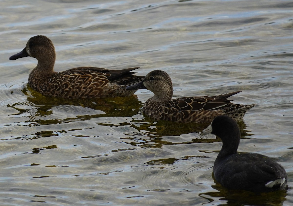 Blue-winged Teal - ML645600159