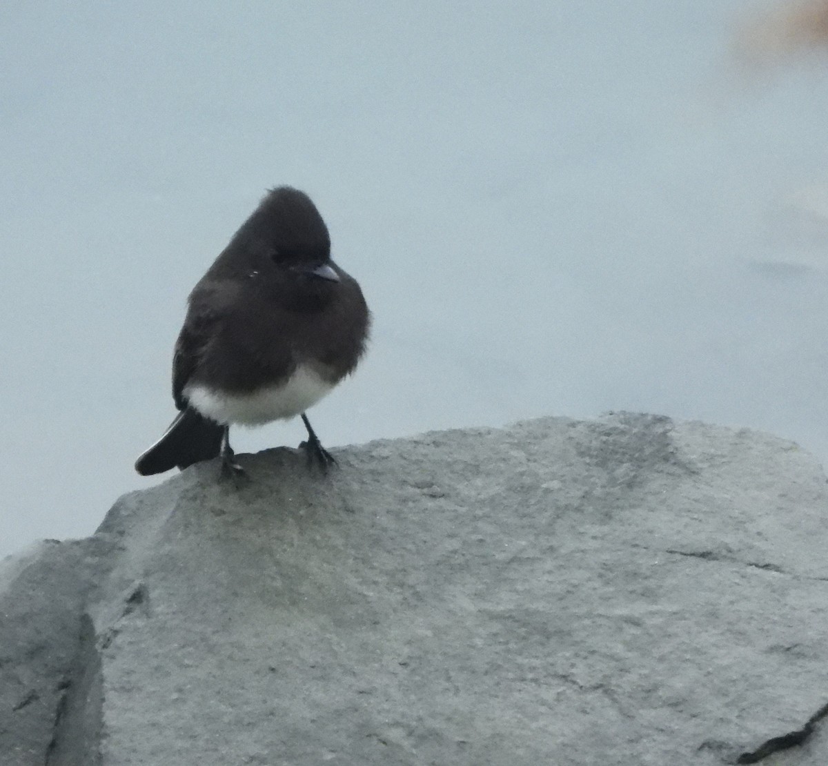 Black Phoebe (Northern) - ML645600187