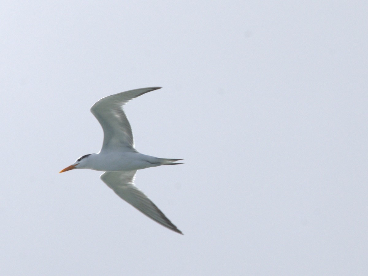 アメリカオオアジサシ - ML645600190