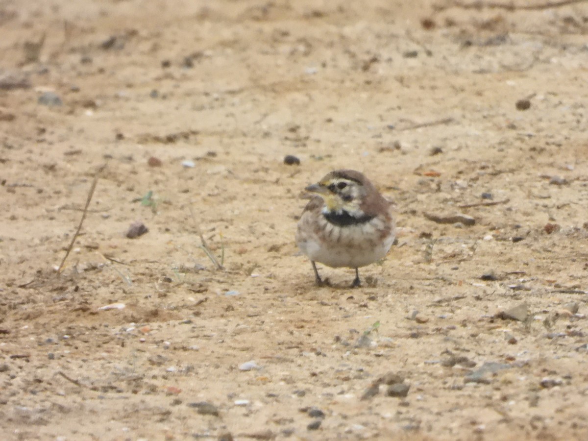 Horned Lark - ML645600195