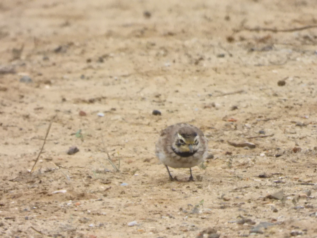 Horned Lark - ML645600198
