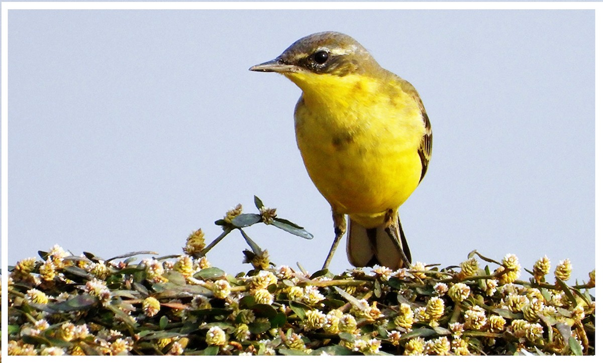 Western Yellow Wagtail - ML645600199