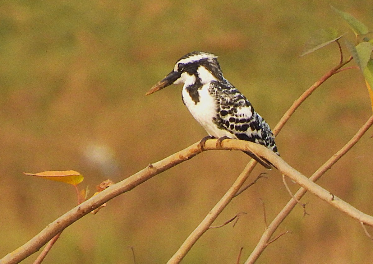 Pied Kingfisher - ML645600207