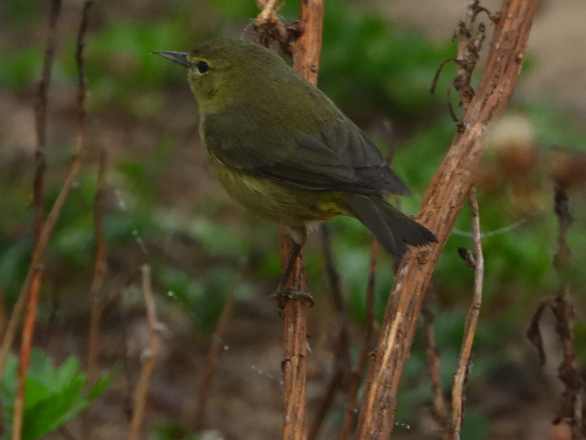 Orange-crowned Warbler - ML645600209