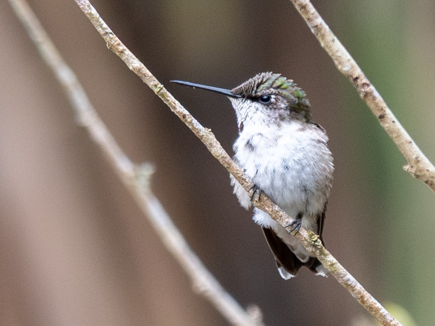 Ruby-throated Hummingbird - ML645600210