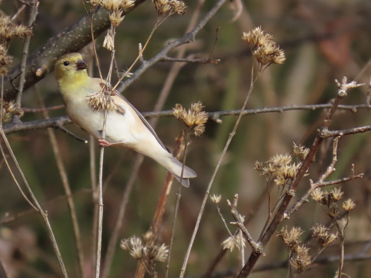 American Goldfinch - ML645600217