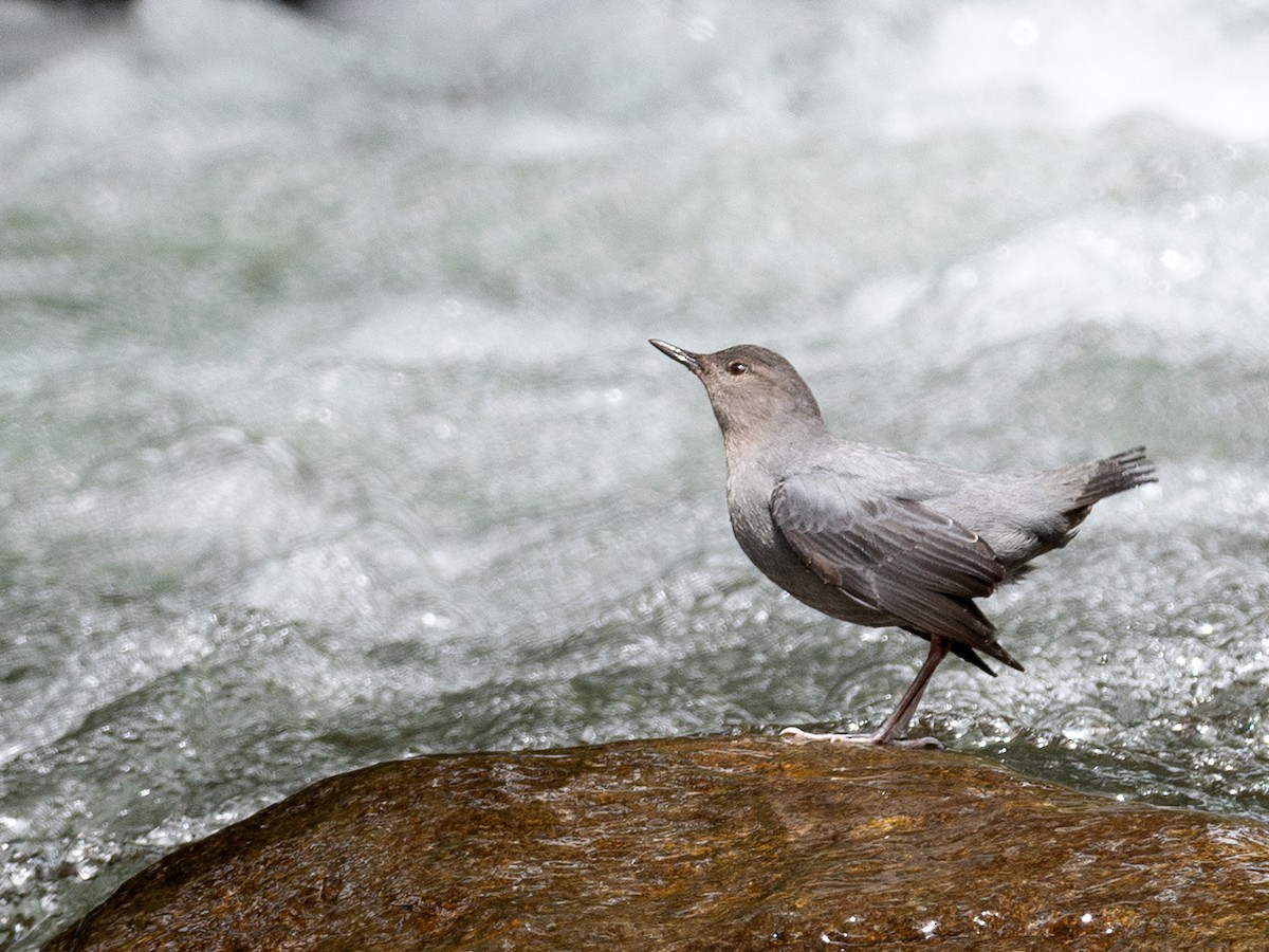 Ur-zozo iparramerikarra - ML645600224